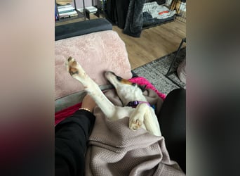 Romi-SI, hübsche Foxterrierdame sucht Rasseliebhaber