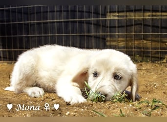 Millie, Marla, Mona und Monja (reserv.) suchen ab Mitte September ein Zuhause
