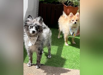 Scotty SR - quirliger Mini-Spitz sucht aktives Zuhause mit Herz