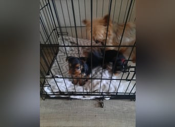 yorkshire terrier welpen