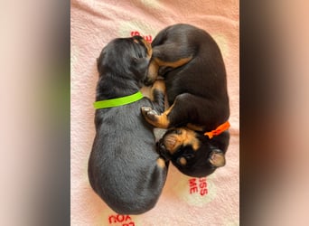 Dobermann Welpen Bohemia Gotika