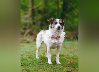 Kleine Alisha sucht ihr Körbchen
