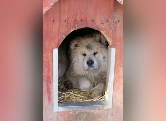 Yuki - ruhige Akita-Hündin