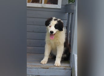 Leyla und Blue - zwei zuckersüße Aussie Zwerge