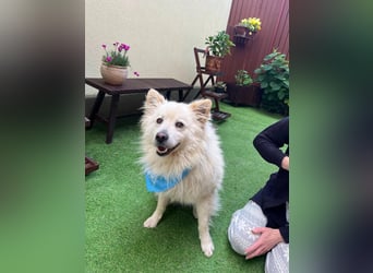 Mishka SR – sanfter Schneebär sucht ruhiges Zuhause