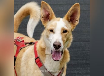 Lila ist eine zierliche Hundedame