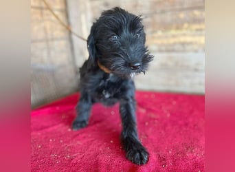 (R) ❤️ süße kleine MONTI - 6 Monate, 35cm/6kg - Schnauzer-Mix