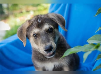 Chip 269217: Hundekind sucht ein Zuhause