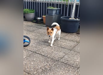 Blinki, sehr lieber und neugieriger Jack Russell-Mix, geb. 01/2023