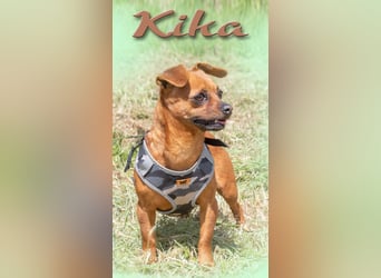 Kika und Pepa - zwei fröhliche Pinschermädchen