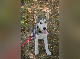 Welpe SHIRA - das Husky-Mix-Mädel bringt eine große Portion Leben und Frohsinn in dein Zuhause