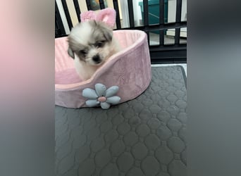 Maltipoo - Welpen - Rüden und Hündin