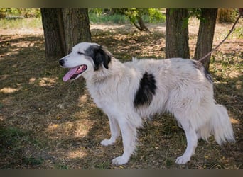Chip 2233069: Sucht ein Zuhause