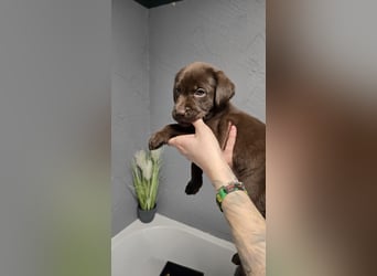 Labradorwelpen suchen ihre neue Familie
