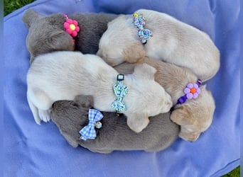 Labrador Welpen  Hündin Silber  Mädchen Silber