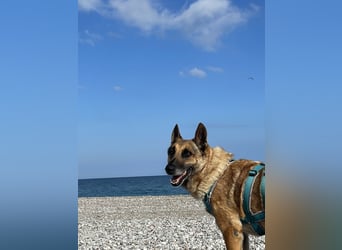 Schäferhundmix MADDOX sucht seine eigene Familie!