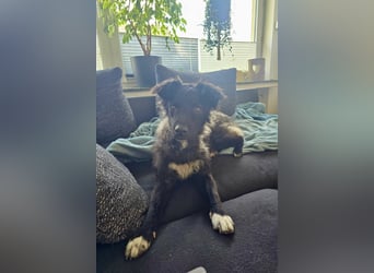 Laroche - dein neuer bester Hundekumpel (32051 Herford)