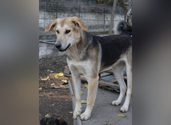 Ciri, geb. ca. 05/2024, lebt in GRIECHENLAND, im städt. Tierheim Serres
