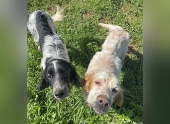 Leroy - super freundlich sucht Familienanschluss