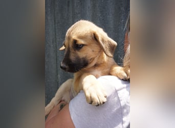 Ronja- Kulleraugen auf vier Pfoten