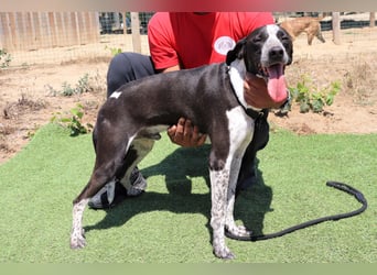 Casimo, Mix Labrador / Pointer, lieb und sozial