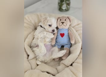 Zauberhafte koreanische Malteserwelpen
