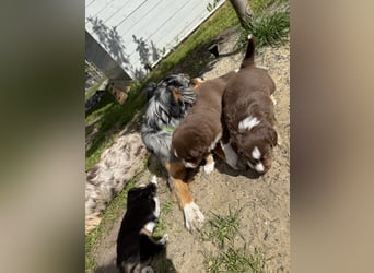 Mini Australien Shepherd Welpen suchen Traumzuhause