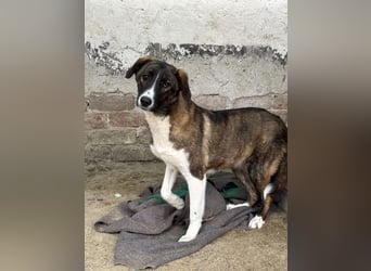 AMELIE, Hündin, 1 Jahr, 54 cm, Mischling, Tierschutz
