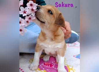 Sakura 01/2025 (ESP Pflegestelle) - neugierige, zuckersüße Ratonero Bodeguero Andaluz Welpin!