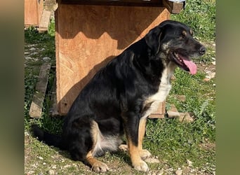 Speedy, geb. ca. 04/2018, lebt in GRIECHENLAND, auf einem Gelände, auf dem die Hunde notdürftig vers
