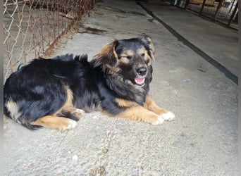 Buddy, 1 Jahr, kleiner Abenteurer sucht großes Herz