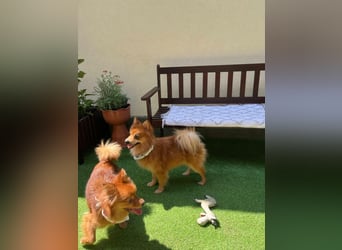 Karlo SR – kleiner Sonnenschein sucht liebevolle Familie