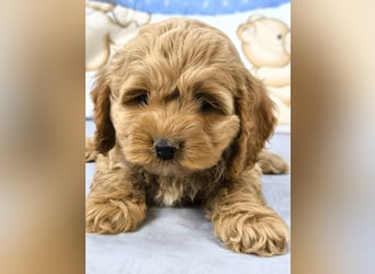 Schöne Cockapoo-Welpen