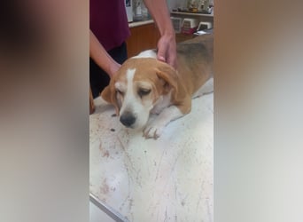 Maya 2 PP – Beagle-Dame auf der Suche nach einem Neuanfang