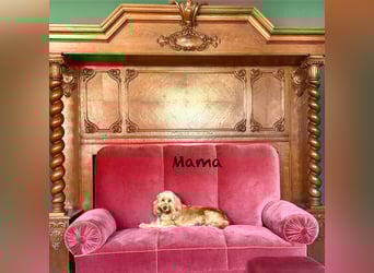 Cockerpoo / Cockapoo Welpen