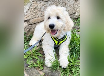 Abgabebereite Goldendoodle & Labradoodle Labrador+Golden+Retriever+Pudel Welpen