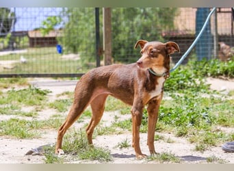 Caju, Mix Pinscher / Chihuahua, lieb und sozial