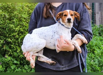 Rio, Mix Beagle / Jack Russel Terrier, lieb und verträglich