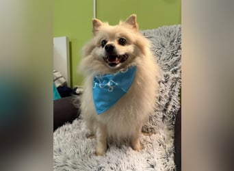 Monty SR – Schatz sucht Ruhe