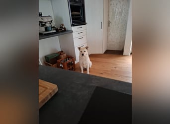 Latte sucht noch immer ein zu Hause