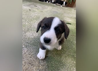 Welsh Corgi Cardigan puppies