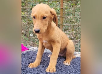 Kimbo ❤️ verspielter Labi-Bracke-Mix Bub