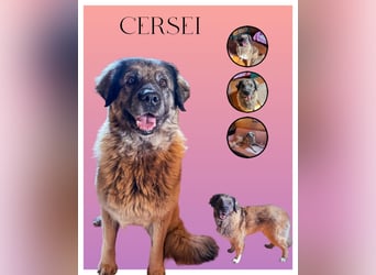 Cersei-lieb ruhig gemütlich