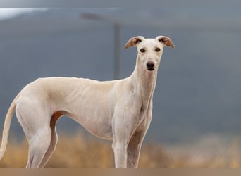 ❤️ BLANCA ❤️