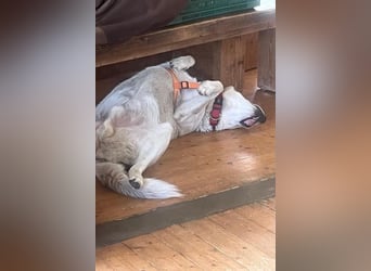 Sharky - Großer gemütlicher Bär sucht Familie zum Liebhaben (47839 Krefeld)