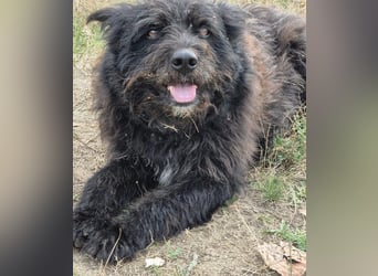 Bueno - freundlicher, verschmuster, ruhiger Schnauzer-Mix Rüde / z.Zt. noch in Rumänien