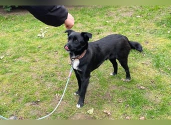 Trudie - Augenstern sucht Kuschelwolke (47839 Krefeld)