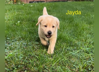 Labrador Retriever Welpen, 2 Hündinnen, gelb, reinrassig, Ahnenpass uvm.