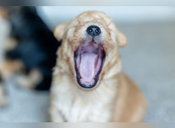 Wunderschöne Lakies (Lakeland Terrier) zu haben in Brno