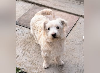 Bichon-Mix Odette lebt i Rumänien bei einer Pflegefamilie